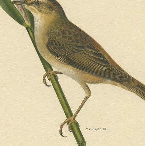 Antique Bird Print of the Sedge Warbler by Von Wright '1927', close-up 2