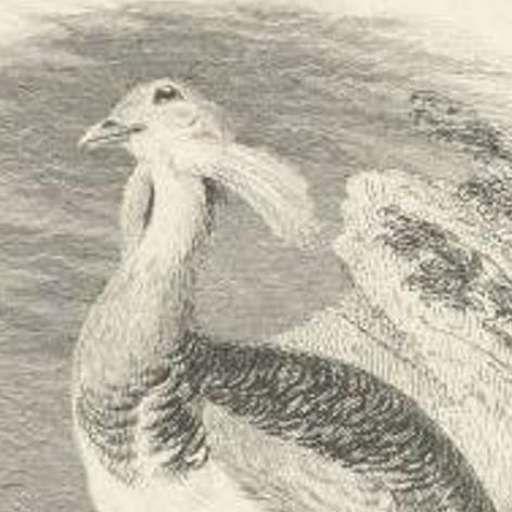 Antique Bird Print of a Male Little Bustard and a Great Bustard by Partington, close-up 2