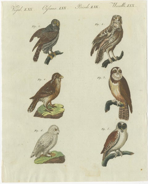 Antique Print of various Owls including the Little Owl, view 2