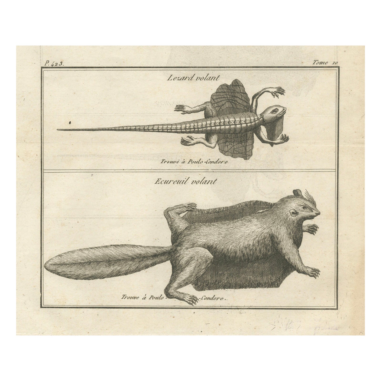 Flying Lizard and Flying Squirrel, Antique Engraving, Poulo Condore, c.1770