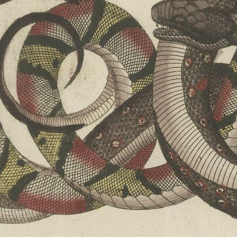 Four Intertwined Snakes, Antique Bertuch Print, Vienna, circa 1805, close-up 1