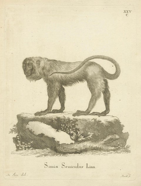 Red Howler Monkey, Antique Natural History Engraving, De Sève & Bock, c.1800, close-up 5
