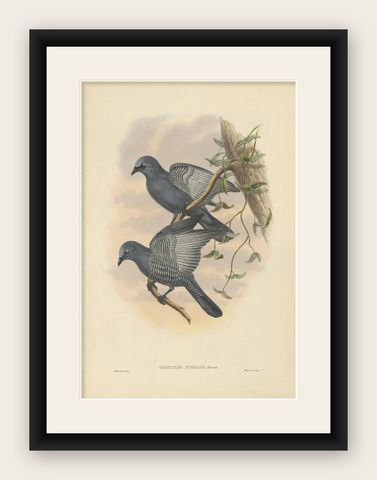 Antique Bird Print of the Yellow-Eyed Cuckooshrike by J. Gould, circa 1875, shown framed