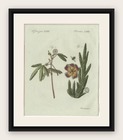 Original Antique Botanical Print of Carrion Flower and Mimosa by Bertuch, 1805, shown framed