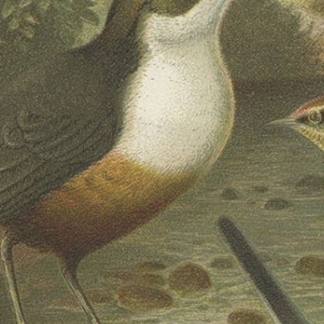 Antique Chromolithographic Bird Print of the Dipper, Wagtail and Wren, 1898, close-up 1