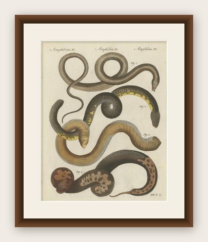 Antique Print of Various Snakes and Caecilian Species, 'c.1800', shown framed