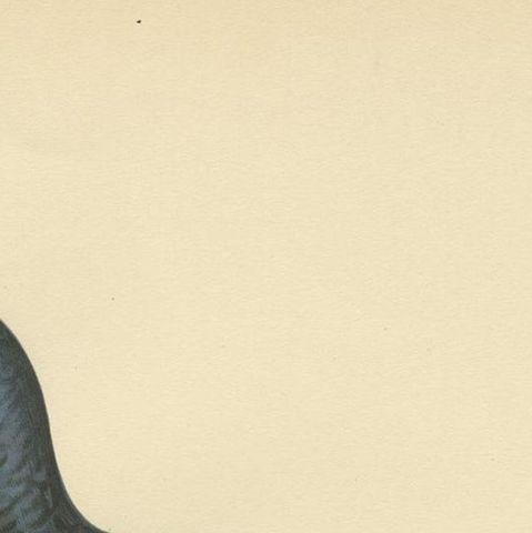 Antique Bird Print of the Black Grouse by Von Wright, 1929, close-up 1
