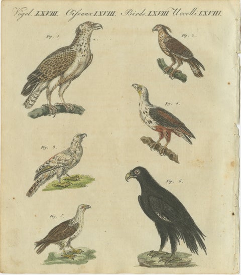 Birds of Prey: Hand-Colored Engraving of Raptors, Published in 1805 by Bertuch, view 2