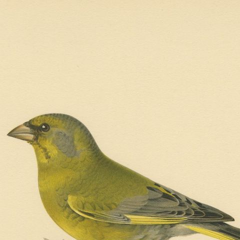European Greenfinch Pair, Swedish Bird Lithograph, Male & Female, 1929, close-up 6
