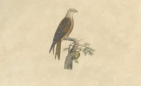 Antique Birds of Prey Lithograph by Karl Joseph Brodtmann, 1816, close-up 1