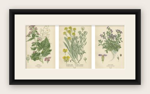 Verdant Vintage: A Triptych from Edward Step's Botanical Compendium, 1896, shown framed