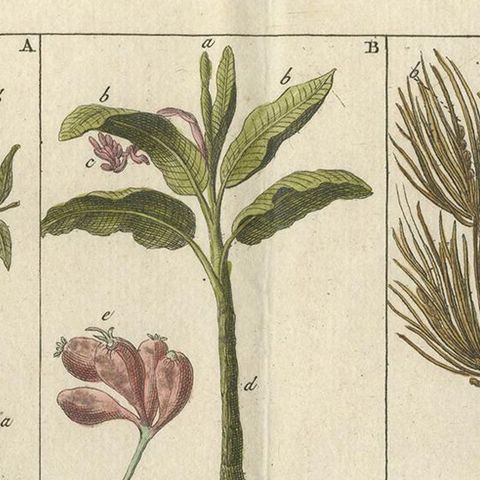 Antique Botany Print of Various Trees, Mushrooms and Ferns '1808', close-up 1
