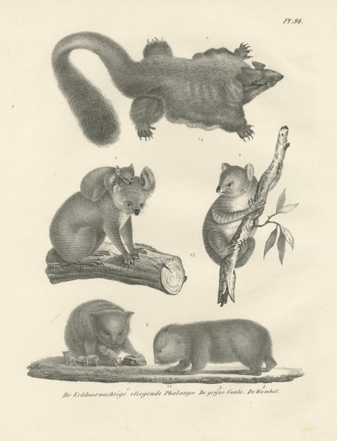 Rare 19th-Century Lithograph of Exotic Marsupials: Koala, Wombat & Phalanger, close-up 6
