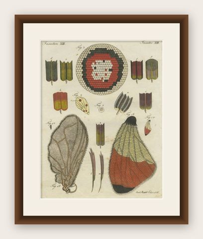 Detailed Study of Butterfly Wing Structures, 1798 Hand-Colored Engraving, shown framed