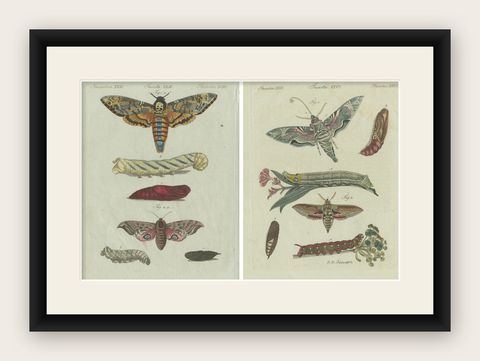 Unique Entomology Study - Hand-Colored Butterfly Prints Published in ca.1780, shown framed