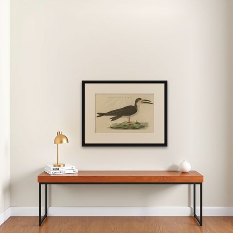 Antique Bird Print of the Black Skimmer by Sepp & Nozeman, 1829, shown framed on a wall