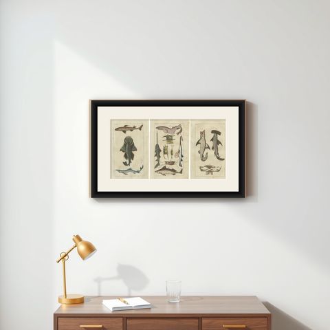 Set of 3 Antique Fish Prints, White Shark, Sawfish, Catshark, shown framed on a wall