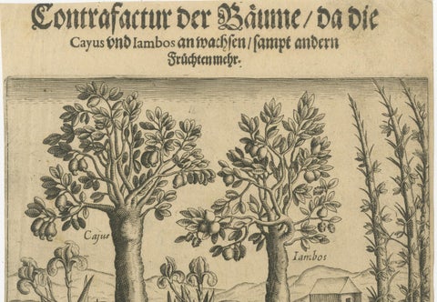 Cashew and Rose Apple Trees with Pepper and Crocus Indicus, de Bry, 1600, close-up 3