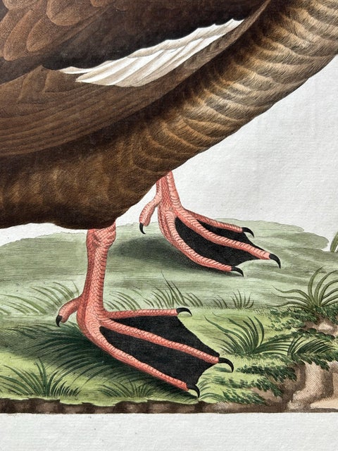 Antique Bird Print, Velvet Scoter Anas Fusca by Nozeman & Sepp, 1770, view 7