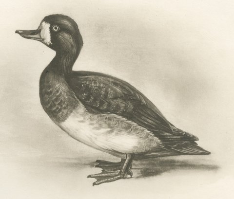 Female Scaup and a Second Female Diving Duck after Lilian Medland, c. 1909, close-up 1