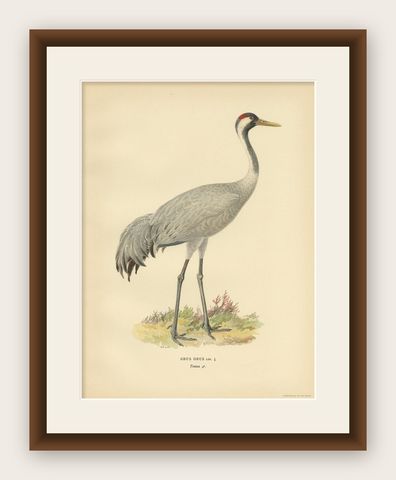 Antique Bird Print of the Common Crane 'Male' by Von Wright, 1929, shown framed