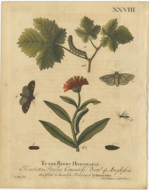 Antique English Moths with Garden Flowers, Hand-Colored Engravings 1720, view 3