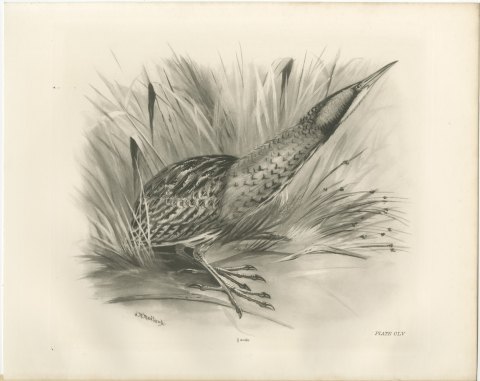 Bittern Stalking Through Reeds, Plate CLV after Lilian Medland, c. 1909, view 2