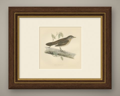 Savi's Warbler on a Fallen Log, Hand Colored Morris Bird Print, 1896, shown framed