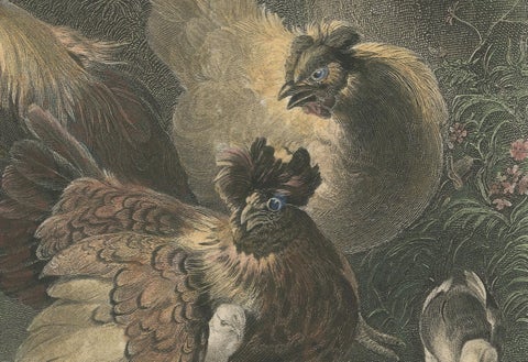 Tranquil Homestead: A Family of Chickens, circa 1860, close-up 3