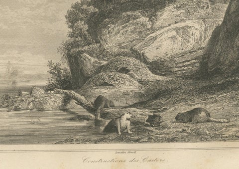 Beaver Dams on a Rocky Shore, 19th Century Canadian Wildlife Engraving, close-up 1