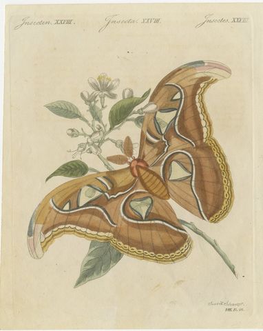 Atlas Moth on a Flowering Branch, Antique Bertuch Print, Vienna, circa 1805