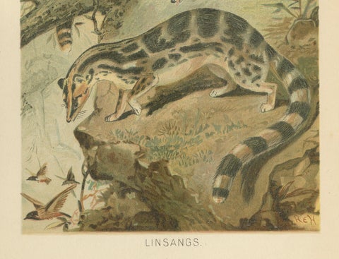Linsangs, Rare Antique Asian Mammal Print, Victorian Zoology, 1894, close-up 5