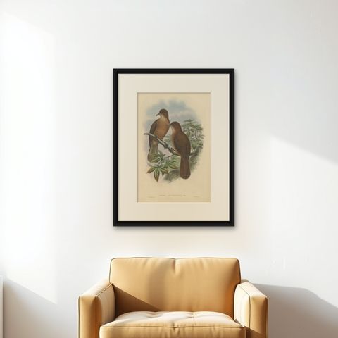 Antique Bird Print of the White-Billed Wood-Shrike by Gould, C.1880, shown framed on a wall