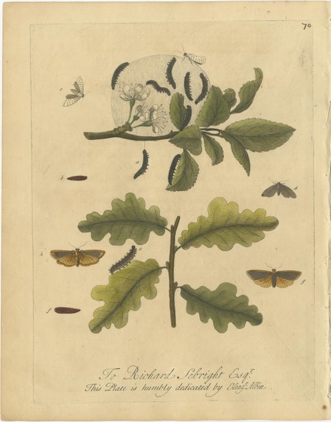 Antique Entomology Print, English Insects on Oak & Elm, Albin 1720, view 5