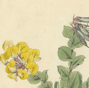 Set of 3 Antique Botany Prints, Common Cytisus, Borbonia, Cistus, close-up 1