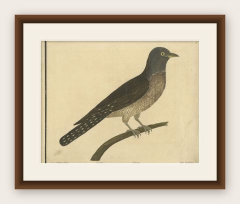 Antique Hand-Colored Engraving of The Cuckoo by Eleazar Albin, circa 1730, shown framed