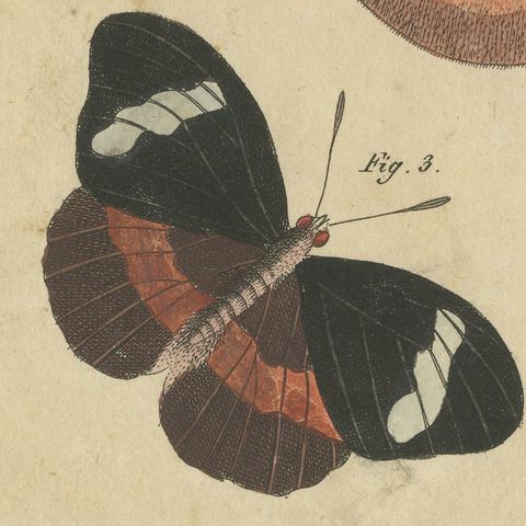 Exotic Butterflies and Saturniid Moth, Antique Bertuch Print, Vienna, circa 1815, close-up 6
