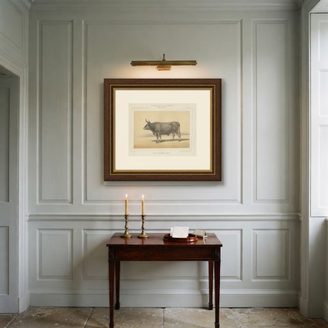 Algerian Ox, North African Cattle Chromolithograph by Olivier de Penne, 1863, shown framed on a wall