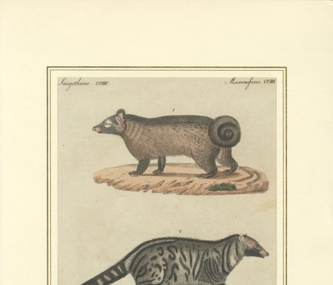 Antique Asian Civets & Kopi Luwak Natural History Engraving, Bertuch, 1820, close-up 5