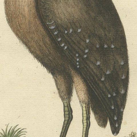 18th Century Hand-Colored Engraving of the American Bittern by Seligmann, close-up 6