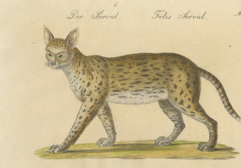Serval and Eurasian Lynx Natural History Lithograph, Brodtmann, 1816, close-up 2