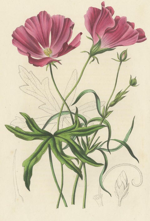 Antique Botany Print of the Large-Flowered Nuttalia, 1847, view 4