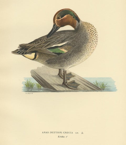 Antique Bird Print of the Eurasian Teal by Von Wright '1929', view 2