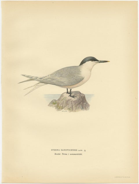 Antique Bird Print of the Sandwich Tern 'summer' by Von Wright, 1929, view 3