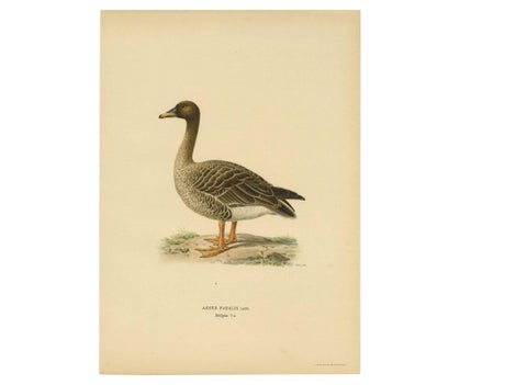 Antique Bird Print of a Taiga Bean Goose ‘Anser Fabalis’, 1917, view 4