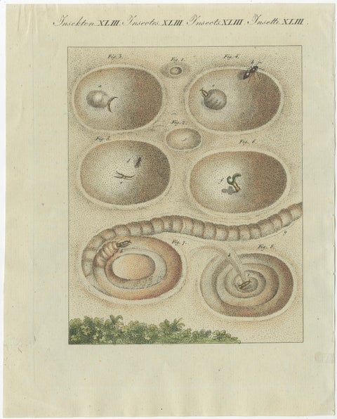 Antique Print of a Lion Ant creating a Funnel Shaped Trap in Sand, view 2