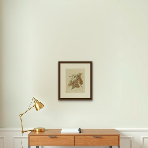 Atlas Moth on a Flowering Branch, Antique Bertuch Print, Vienna, circa 1805, shown framed on a wall
