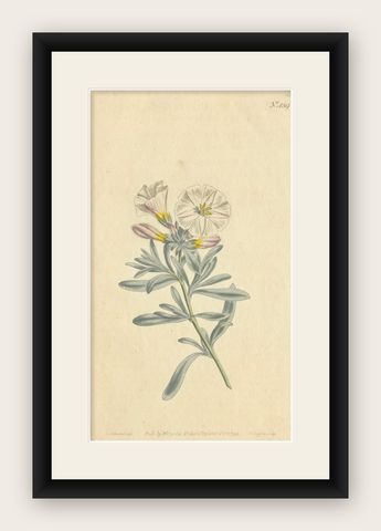 Antique Botanical Engraving of Silverbush - Rare 1799 Floral Print by Curtis, shown framed