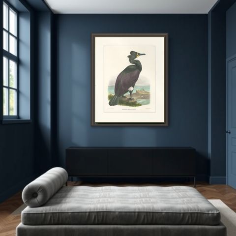 Spectacular Rare Old Original Bird Print of The Spectacled Cormorant, 1868, shown framed in a room