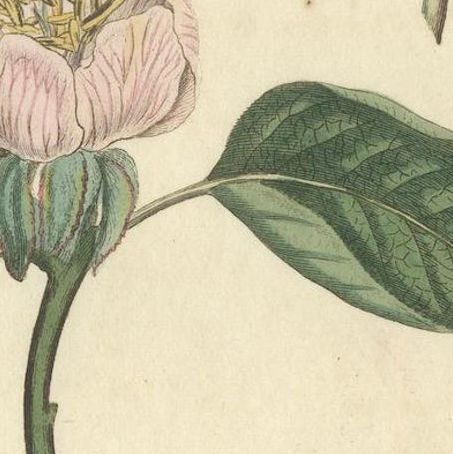 Antique Botanical Engraving of Apple Blossom and Mallow - 1803 Floral Print, close-up 4